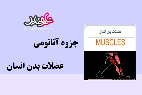 جزوه آناتومی عضلات بدن انسان